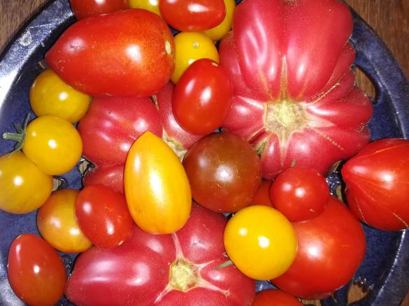 KetchUp aus frischen Tomaten ohne Zucker