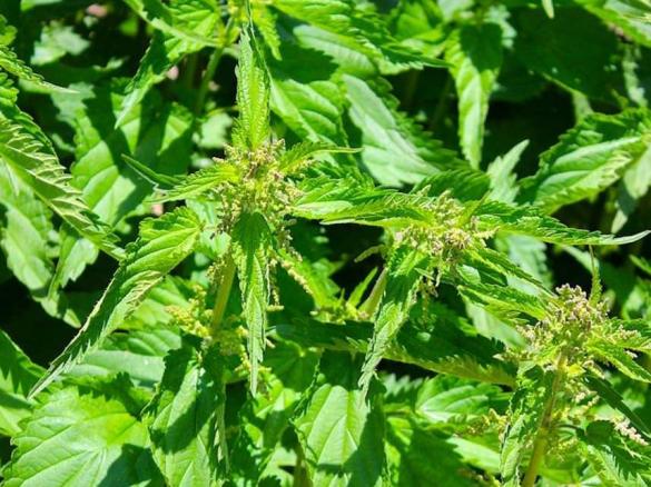 Risotto mit Wildkräutern und Spargel
