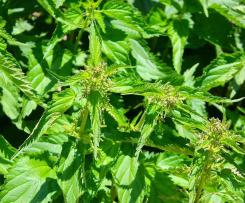 Risotto mit Wildkräutern und Spargel