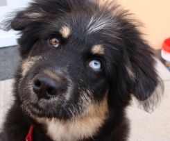 Variation Linsensuppe nach Omas Rezept