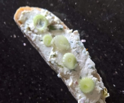 Frischkäse Schnittlauch Aufstrich