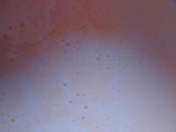 Vanillesoße aus Vanillepudingpulver