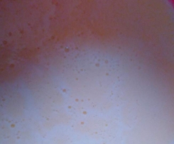 Vanillesoße aus Vanillepudingpulver