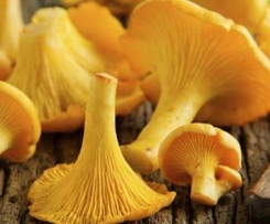 Pasta mit frischen Pfifferlingen